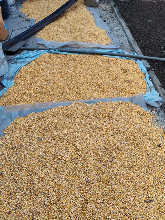 Кукуруза кукуруза