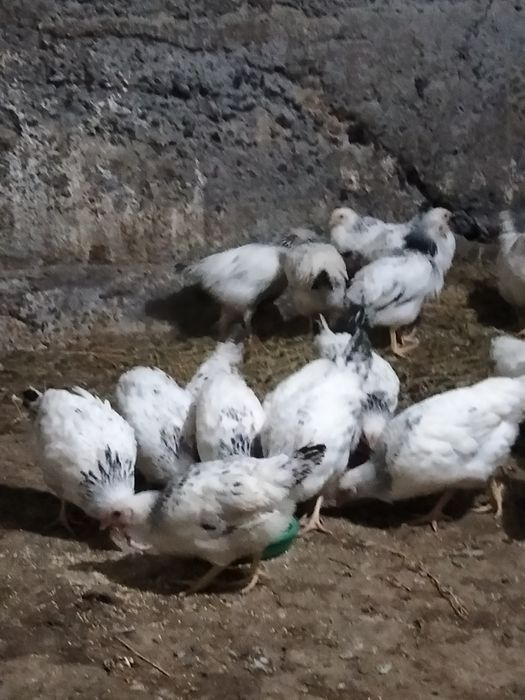 Серебристый Адлер