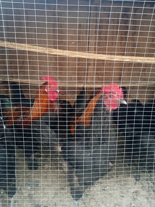 Кора Шахзода Хорозлари