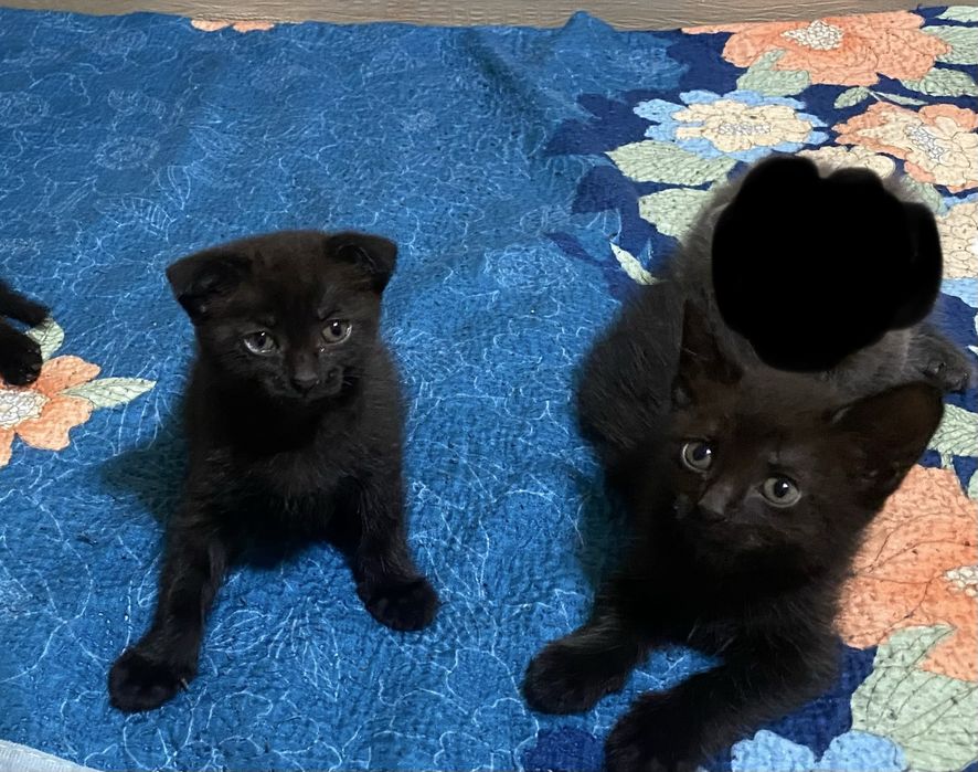 Отдам котят в добрые руки!