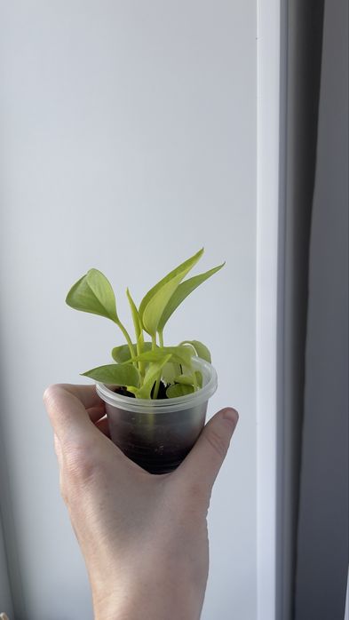 Лиана неон лайм