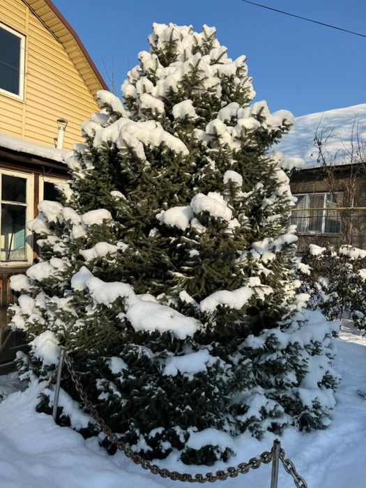 Продам Елку