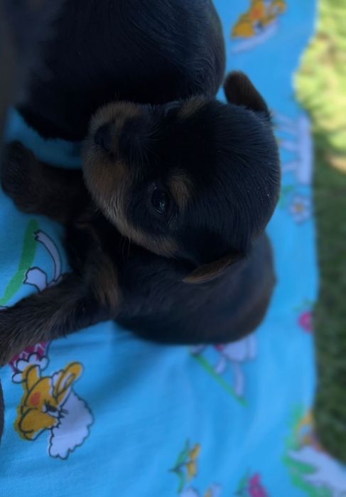 Продам очаровательных  щенков Йорка