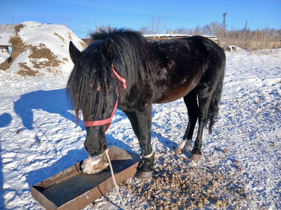 Продам два жеребца
