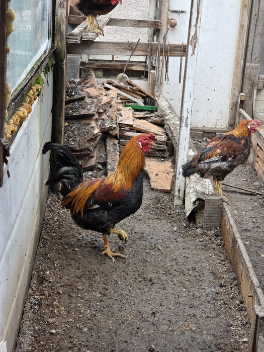 Әтештер! Петухи!