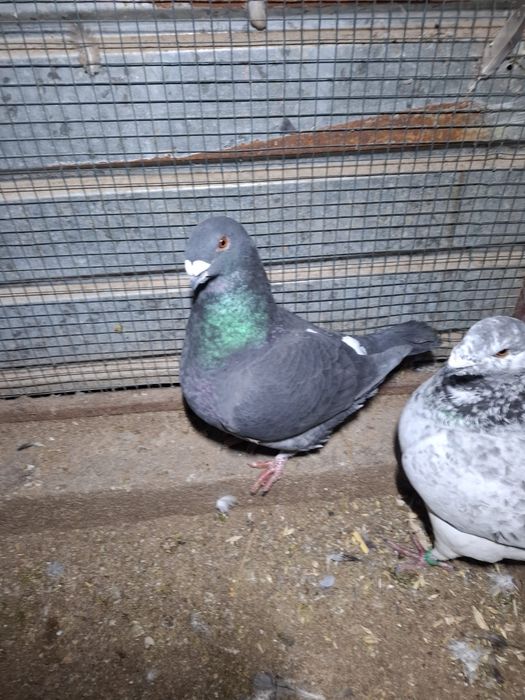 Vand sau schimb porunbei