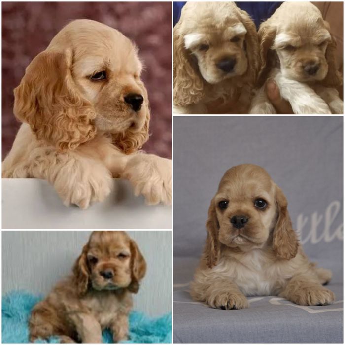 Щенки Американского кокер спаниеля.