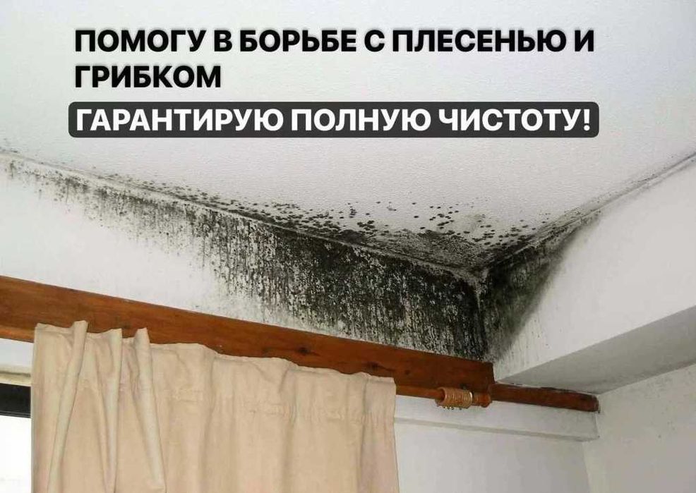 Дезинфекция Dezinfeksiya уничтожение клопов, таракан. Tarakan, klapa