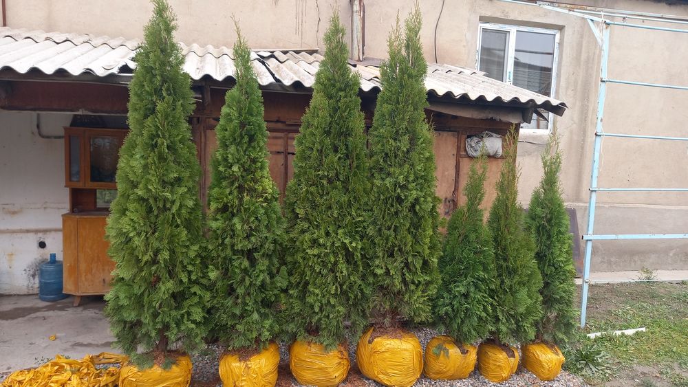 Продам тую смаракта цына 27 тыс