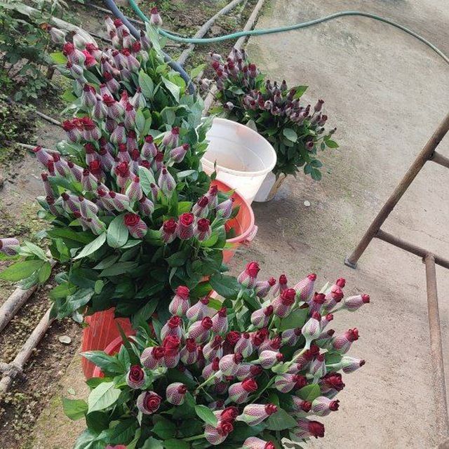 Сифатлик Атиргул кучатлари сотилади