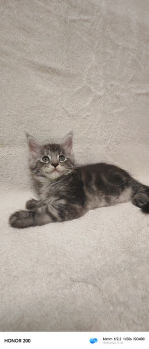 Котята Мей-куна на бронь!