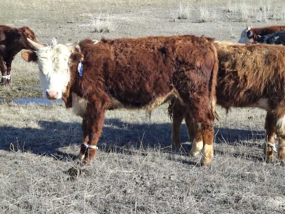 1,5жасар ақбас, әуилекөл бұқалар сатылады