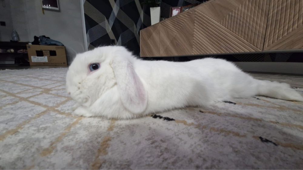 Голубогоазый кролик