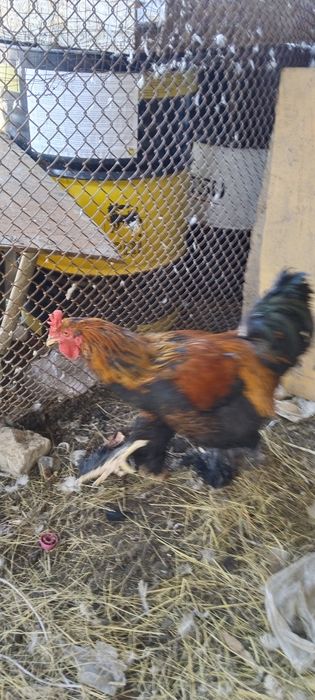 Продам петуха БРАМА