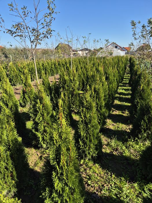 Tuia smaragd 70-150 cm