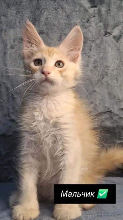Бронь котят мейн-кун