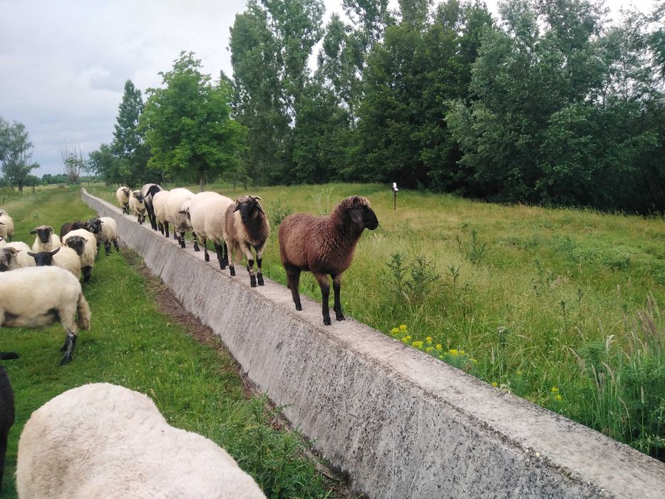 Miei disponibili