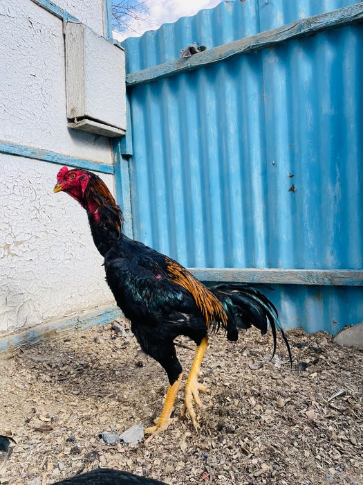 Дәкән қораз сатылады шөже