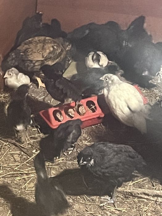 Астролорп Балапандары