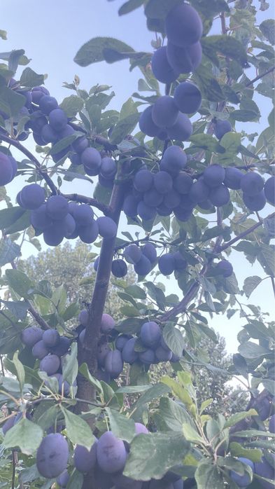 Prune de vanzare(1000kg)