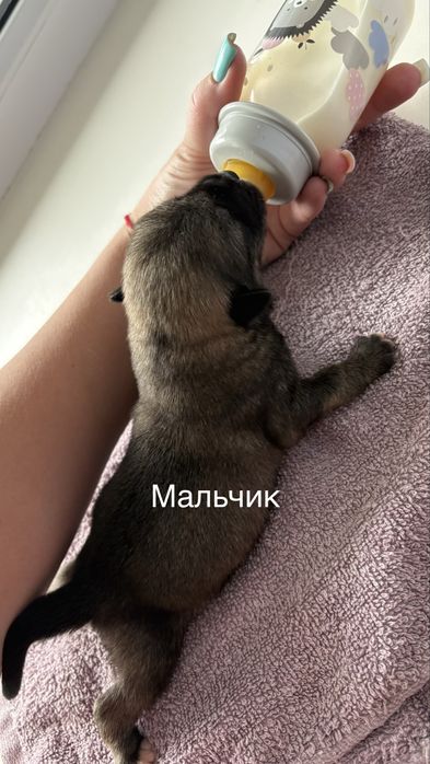Отдам щенят в добрые руки (метисы алабая)