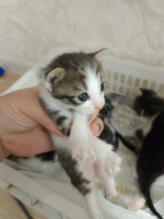 Котёнок мысык...