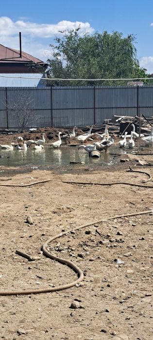 Гуси на выбор любые