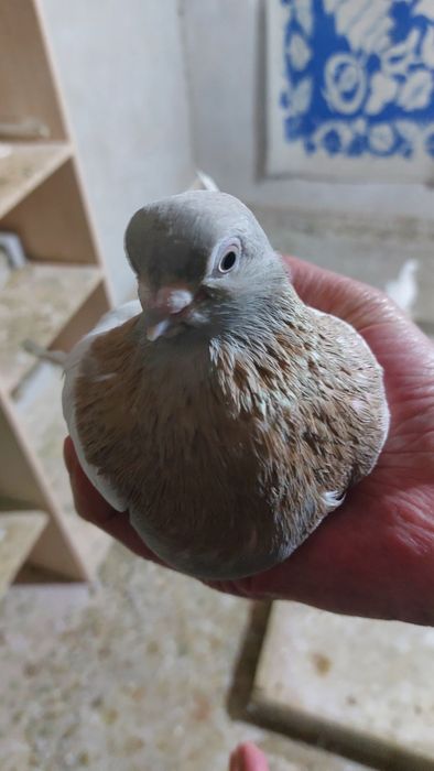 Голуби Тасман самка кептер