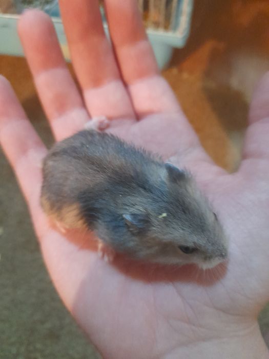 Хомяки джунгарские продам