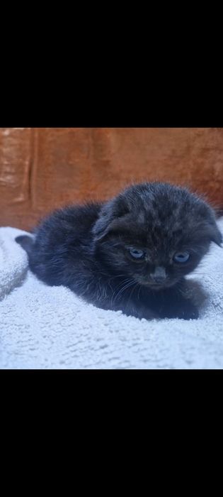 Вислоухие котята