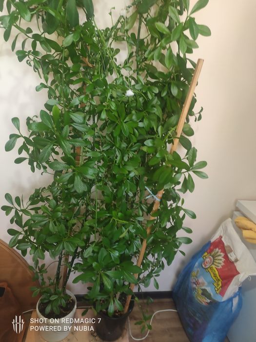 Продам домашний цветок