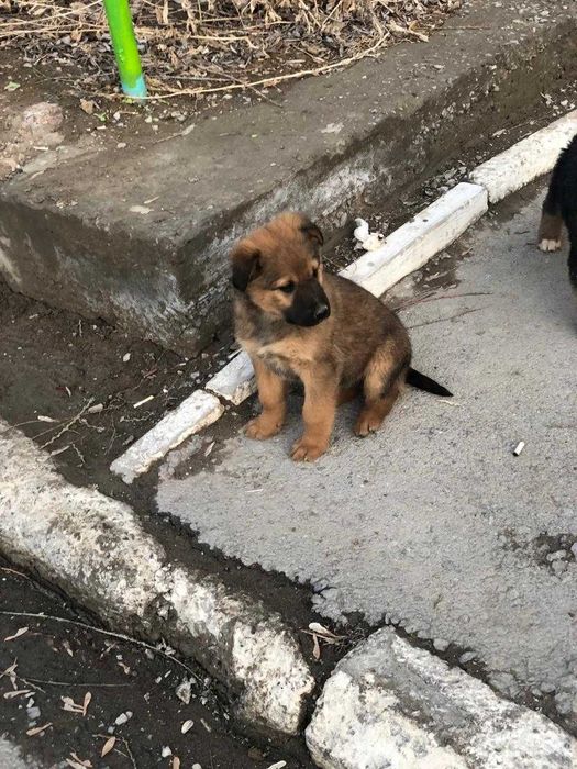 щенки бесплатно тегін