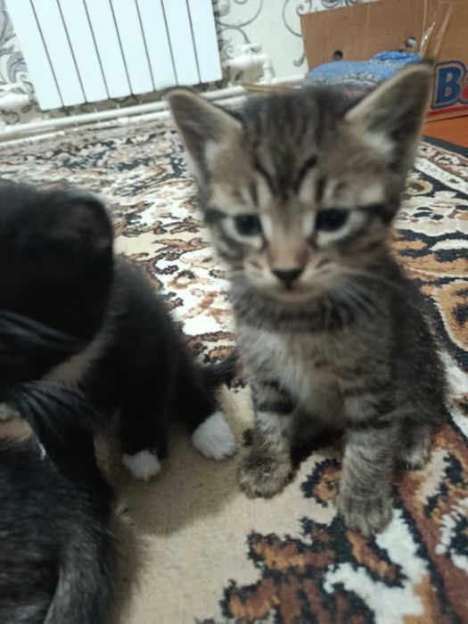 Отдам котенков в хорошие руки