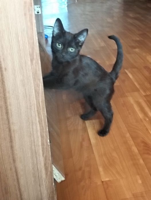 Отдаю котят в добрые руки