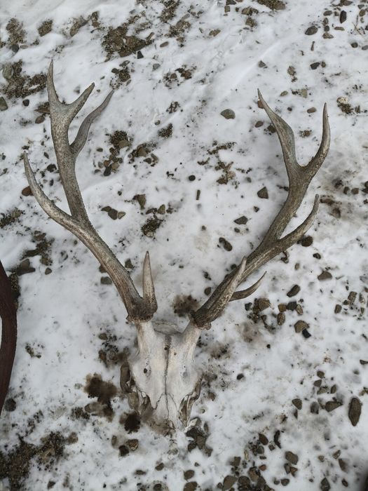 Trofeu coarne cerb