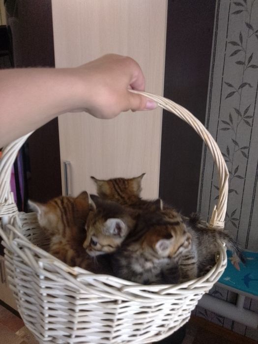 Бенгальские котята