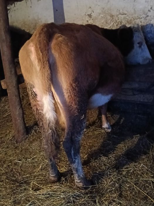 Vând vaca de 8 ani gestanta la 1februarie împlinește vremea