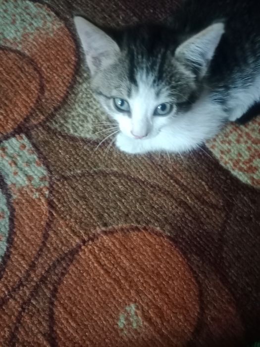 Отдам котёнка в добрые руки