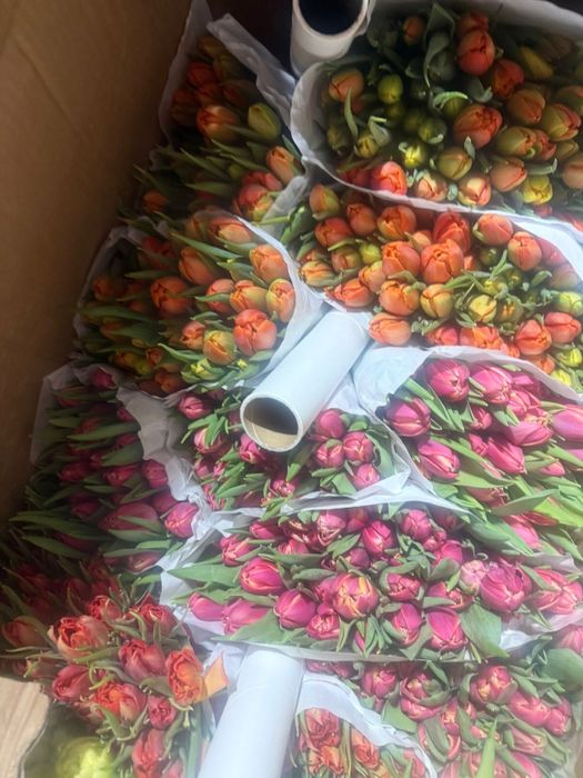 Голландские тюльпаны оптом