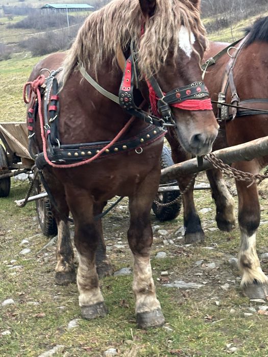 Harmasar si manza de vanzare