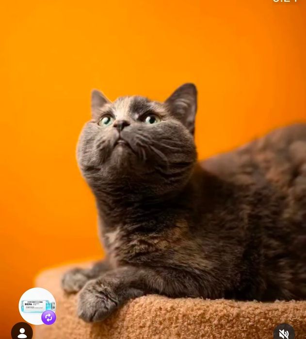 Срочно нужен дом!