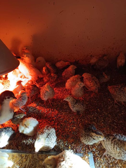 Prepelițe de 2 săptămâni