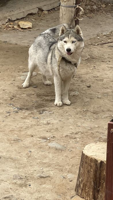 Продам Сибирский Хаски