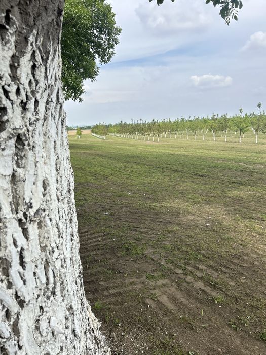 Овощна градина, Круши