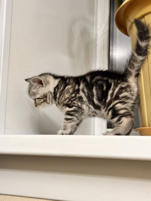 Продам шотланскую кошечку