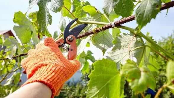 Жүзім қырқу,жузим кырку, обреска винограда,обрезка винограда.