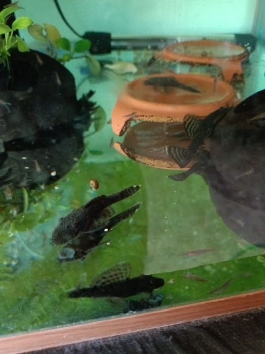 Сомики анциструсы 5 см. Самцы.