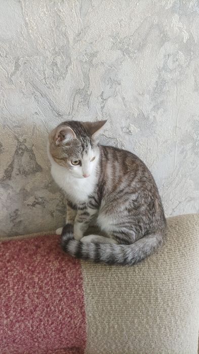 Отдам красивого котика.