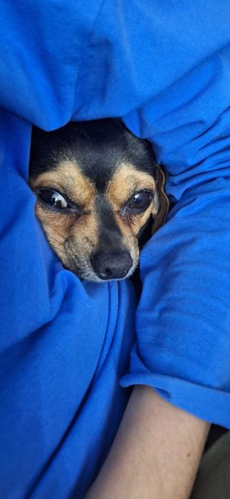 Очаровательный кобелёк ищет невесту