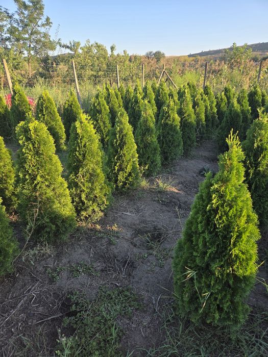 Vand tuia smaragd, leylandi si alte plante ornamentale